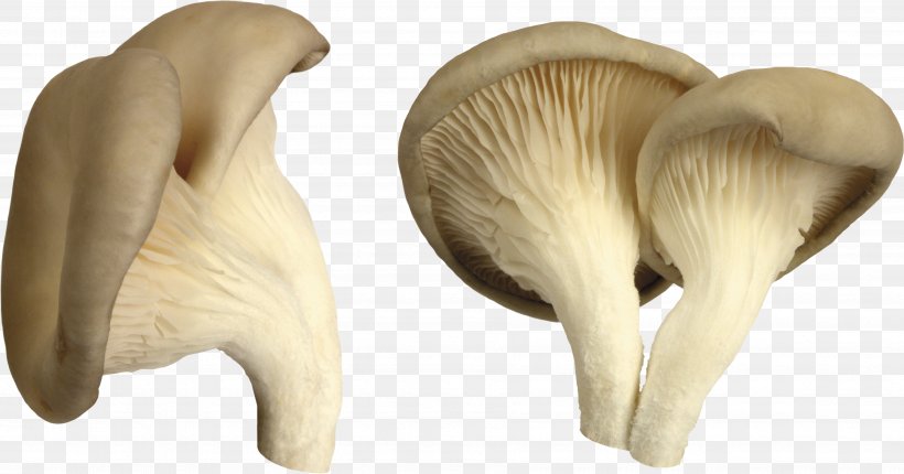 Edible Mushroom Mushroom Hunting Common Mushroom, PNG, 3581x1880px, Oyster Mushroom, Agaricaceae, Amanita Muscaria, Common Mushroom, Edible Mushroom Download Free