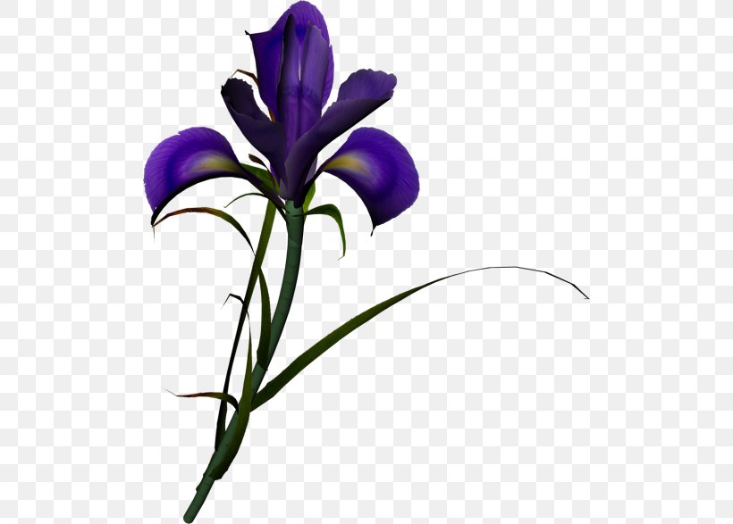 Irises Iris Family Flower Clip Art, PNG, 500x587px, Irises, Art, Cut Flowers, Flora, Flower Download Free