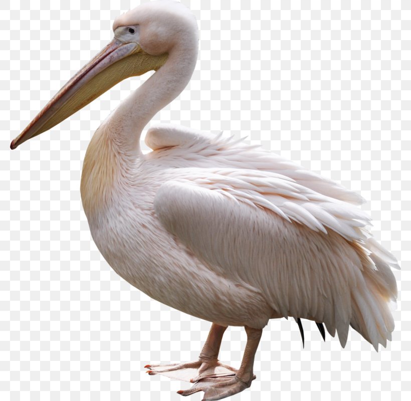 Pelican Heron Bird Penguin, PNG, 780x800px, Pelican, Animal, Beak, Bird, Ciconia Download Free