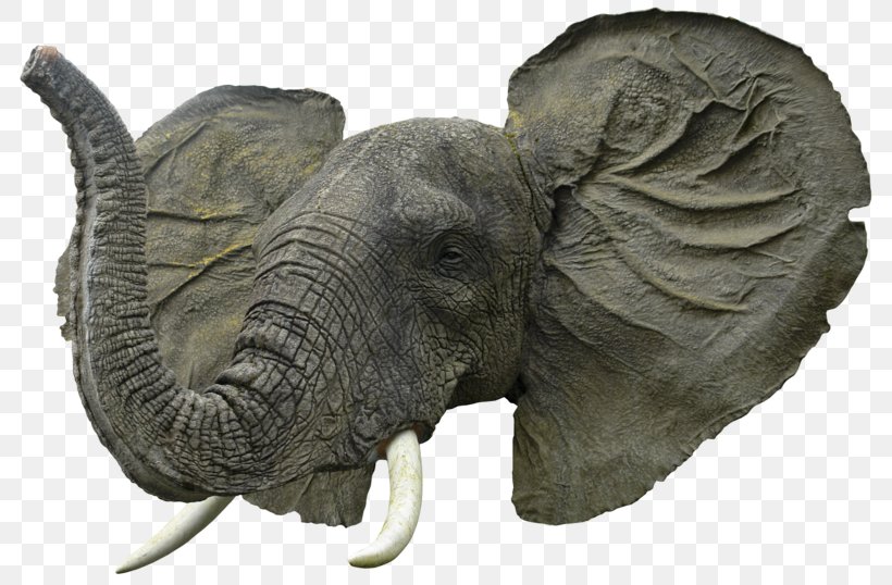 African Elephant Desktop Wallpaper, PNG, 800x538px, African Elephant, Animal, Dots Per Inch, Dwarf Elephant, Elephant Download Free
