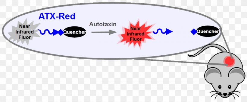 Autotaxin Lysophosphatidic Acid Cancer Medical Imaging Fluorescence, PNG, 1271x529px, Cancer, Area, Cell Signaling, Enzyme, Fluorescence Download Free