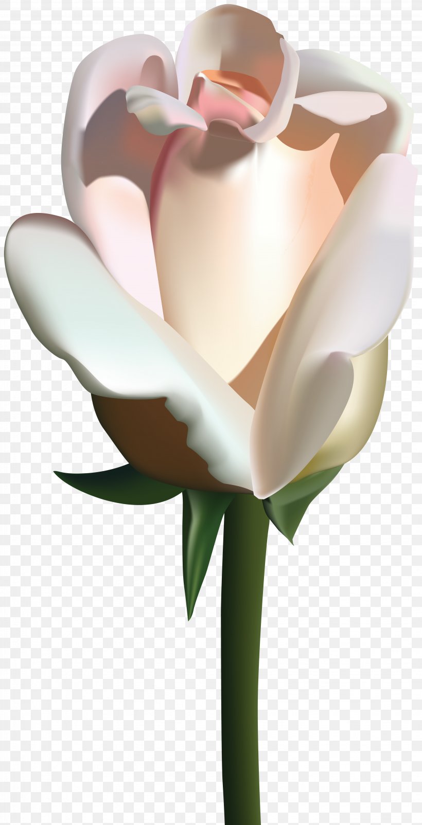 Clip Art, PNG, 4088x8000px, Centifolia Roses, Blog, Flower, Flowering Plant, Garden Roses Download Free