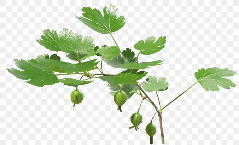 Stock Photography Leaf Parsley Twig, PNG, 3402x2063px, Stock Photography, Branch, Coriander, Fig Leaf, Grapevine Family Download Free
