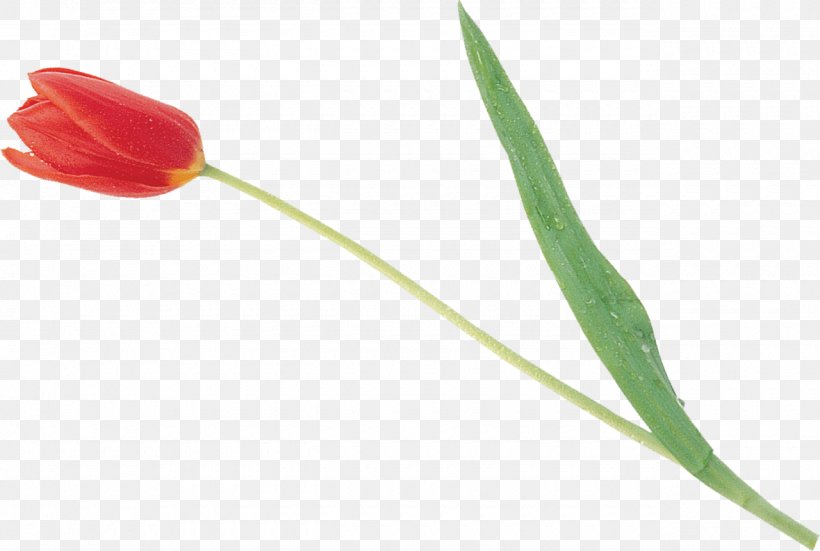 Tulip Petal Plant Stem, PNG, 1280x861px, Tulip, Flower, Flowering Plant, Lily Family, Petal Download Free