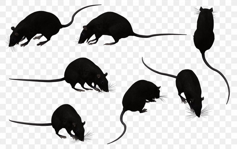 Black Rat Murids Mouse Rodent Animal, PNG, 4443x2800px, Black Rat, Animal, Animation, Carnivoran, Fauna Download Free