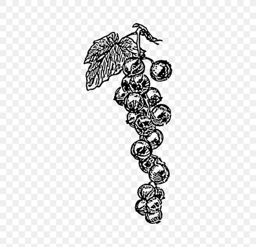 Common Grape Vine Wine Clip Art, PNG, 691x790px, Common Grape Vine, Black And White, Body Jewelry, Drawing, Flowering Plant Download Free