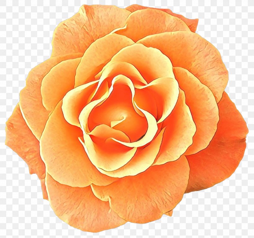 Garden Roses, PNG, 884x829px, Cartoon, Flower, Garden Roses, Orange, Peach Download Free