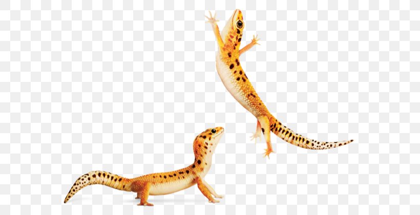 Gecko Newt Terrestrial Animal Fauna, PNG, 600x420px, Gecko, Agama, Amphibian, Animal, Animal Figure Download Free