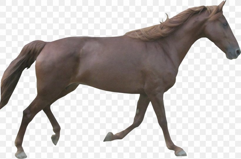 Arabian Horse Stallion Morgan Horse Horses Mare, PNG, 1746x1156px, Arabian Horse, Animal Figure, Black, Breyer Animal Creations, Bridle Download Free