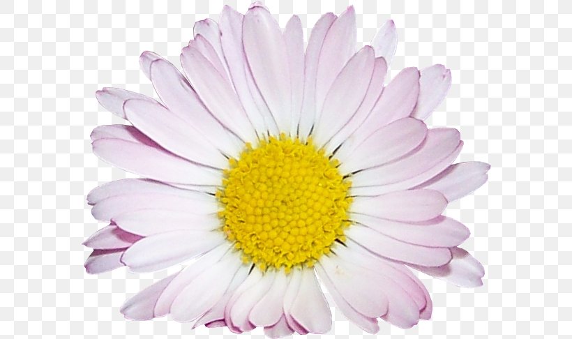 Common Daisy Oxeye Daisy Chrysanthemum Argyranthemum Frutescens Cut Flowers, PNG, 588x486px, Common Daisy, Annual Plant, Argyranthemum Frutescens, Aster, Chrysanthemum Download Free