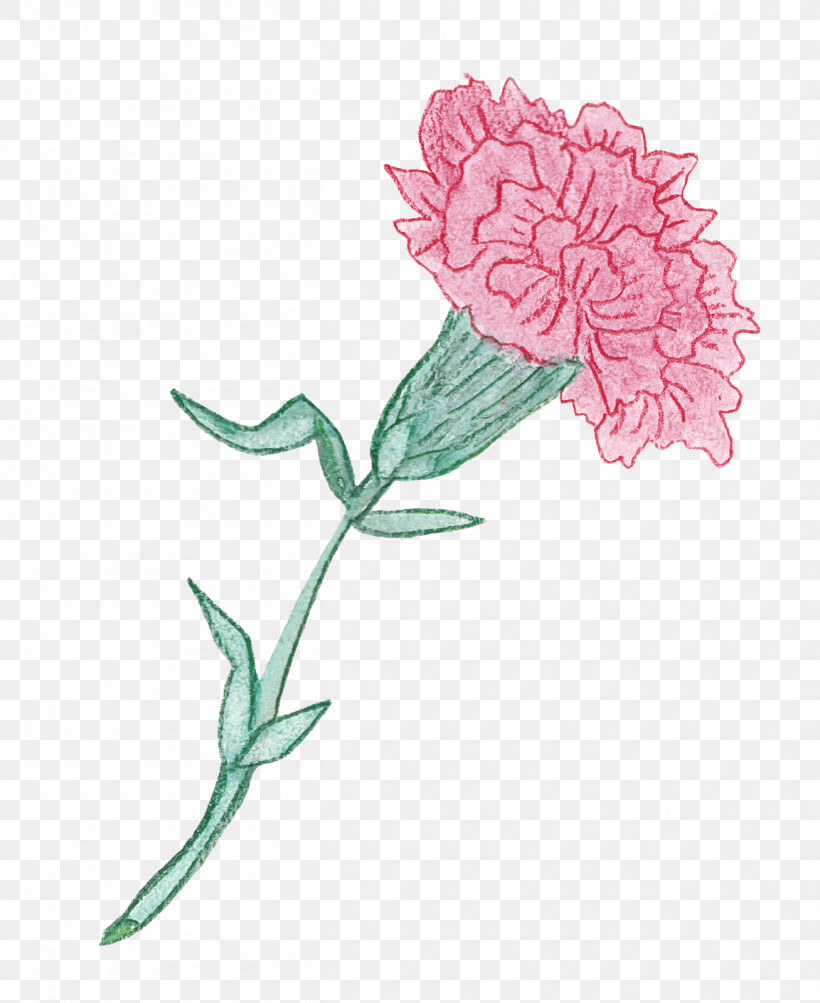 Flower Plant Pink Red Clover Pedicel, PNG, 1307x1600px, Flower, Carnation, Chinese Peony, Cut Flowers, Dianthus Download Free