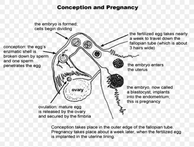 Fertilisation Diagram Human Fertilization Female Reproductive System Pregnancy, PNG, 1325x1007px, Watercolor, Cartoon, Flower, Frame, Heart Download Free