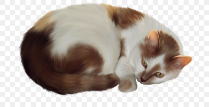 Kitten Siamese Cat Snowshoe Cat Sphynx Cat Birman, PNG, 700x419px, Kitten, Animal, Big Cat, Birman, Black Cat Download Free