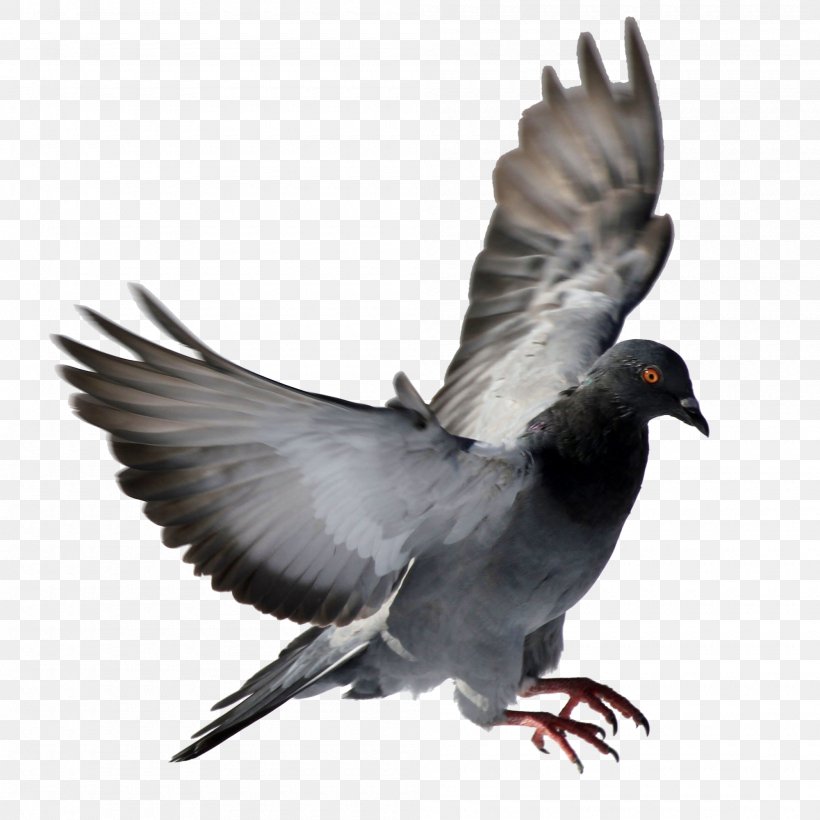 Rock Dove Columbidae Bird, PNG, 2000x2000px, Rock Dove, Beak, Bird, Columbidae, Computer Software Download Free