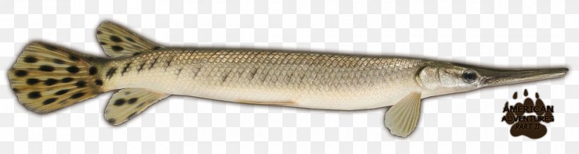 Shortnose Gar Longnose Gar Animal Wiki, PNG, 980x261px, Gar, Animal, Animal Figure, Fish, Longnose Gar Download Free