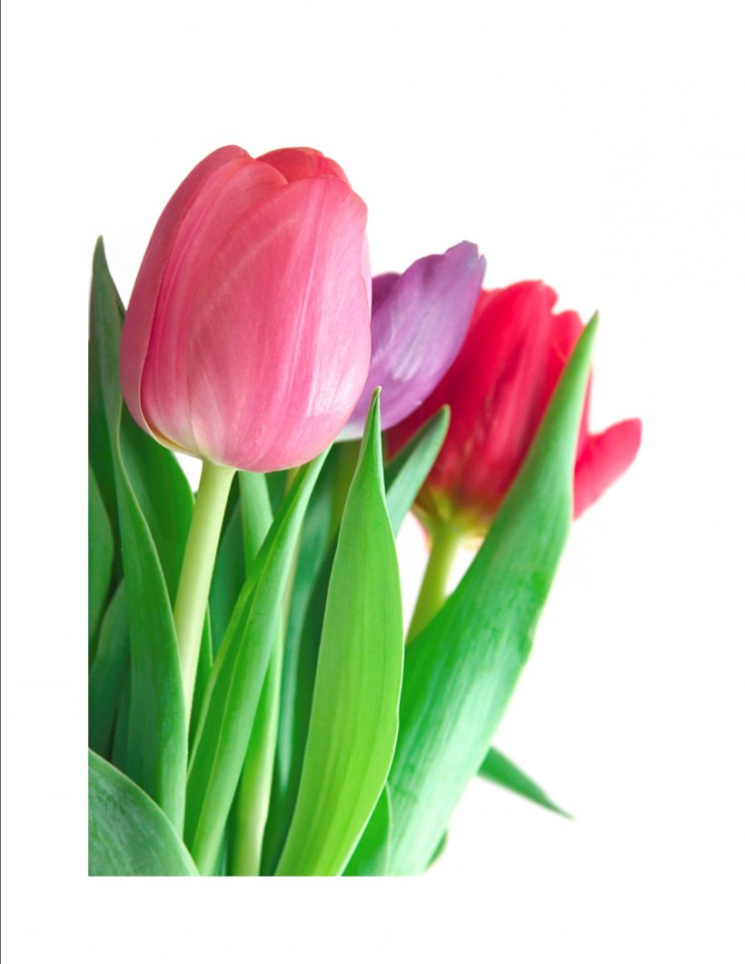 Tulip Flower Bouquet Clip Art, PNG, 1275x1650px, Tulip, Bud, Color, Cut Flowers, Floristry Download Free
