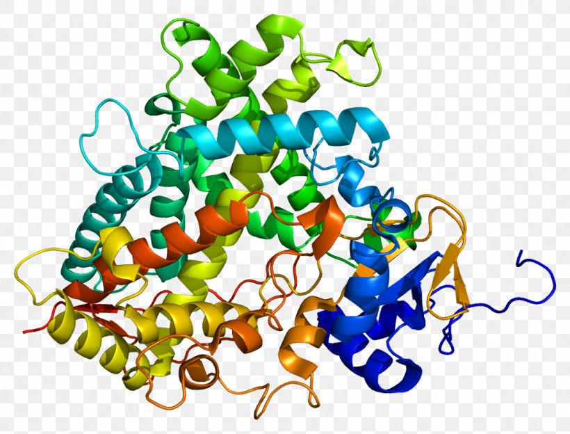 CYP1A2 Cytochrome P450 Xenobiotic CYP2C19, PNG, 1031x785px, Cytochrome P450, Art, Benzoapyrene, Biotransformation, Caffeine Download Free
