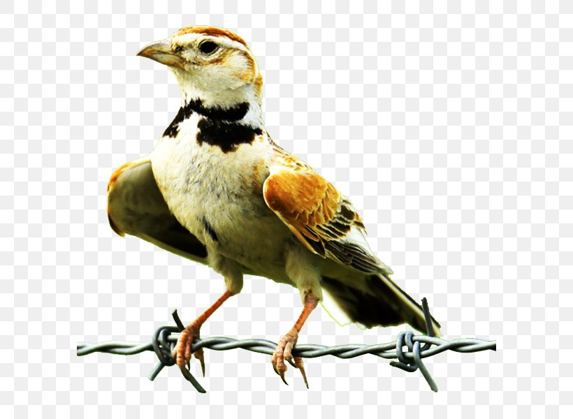 Lark Finch Bird Owl Common Nightingale, PNG, 600x600px, Lark, Beak, Bird, Child, Common Nightingale Download Free
