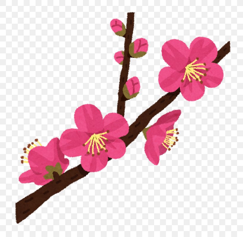 Plum Blossom ツクバサンバイリン Osaka UMENOHANA CO., LTD. Anthesis, PNG, 800x800px, Plum Blossom, Anthesis, Beefsteak Plant, Blossom, Branch Download Free