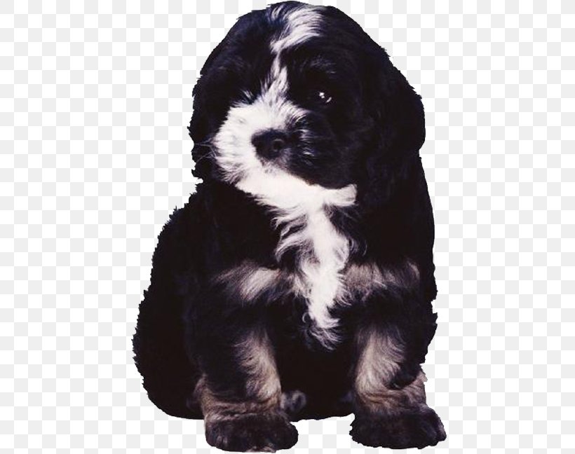 Poodle Bulldog Puppy Dog Breed, PNG, 456x648px, Poodle, American Cocker Spaniel, Animal, Breed, Bulldog Download Free