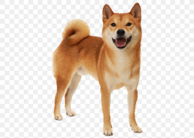 Shiba Inu Saluki Akita Puppy Dog Breed, PNG, 901x643px, Shiba Inu, Akita, Akita Inu, Ancient Dog Breeds, Animal Download Free