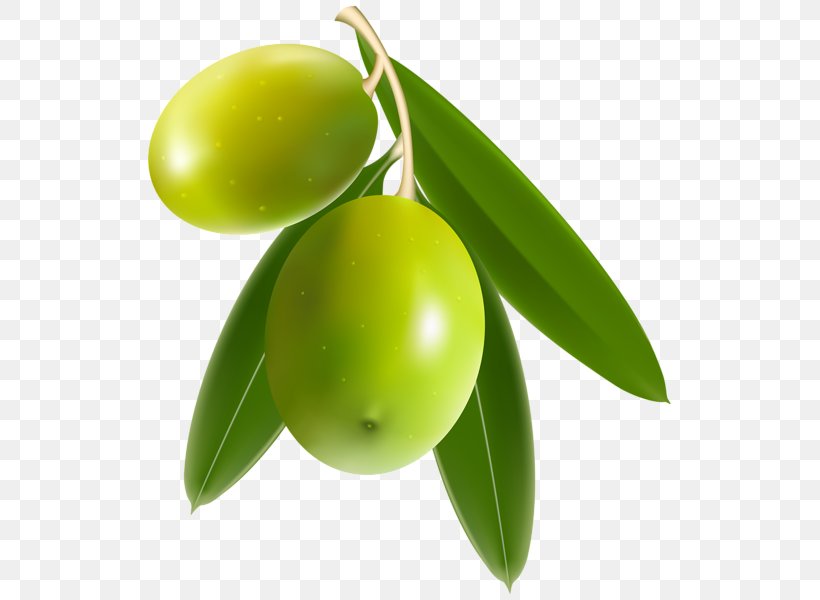 Vector Graphics Olive Oil Clip Art Olive Wreath Nocellara Del Belice, PNG, 533x600px, Olive Oil, Food, Fruit, Nocellara Del Belice, Oil Download Free