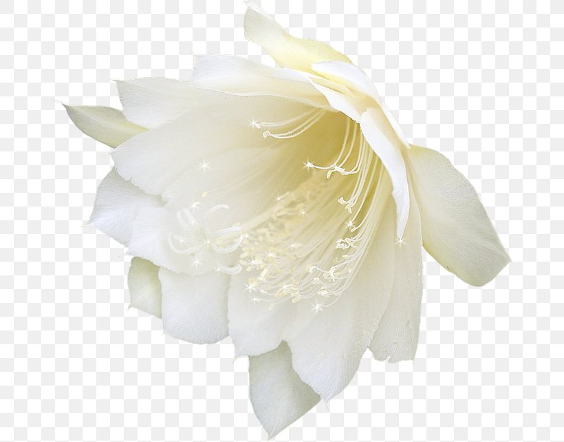 White Saussurea Involucrata Rose Blue Color, PNG, 670x642px, White, Blue, Christian Dior Se, Clothing, Color Download Free