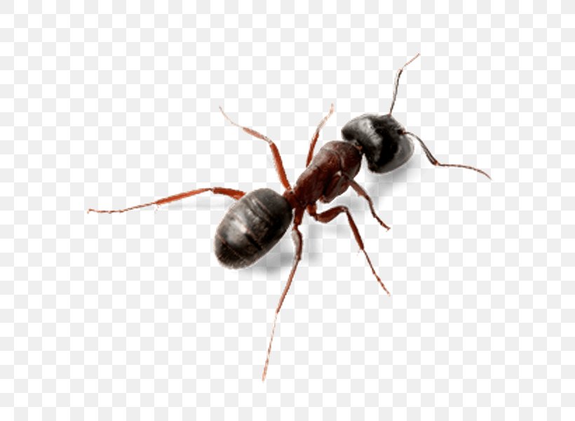 Ant Insect Computer Software, PNG, 600x600px, Ant, Arthropod, Black Garden Ant, Computer Software, Insect Download Free