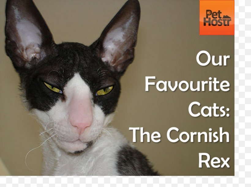 Cornish Rex Devon Rex Whiskers Oriental Shorthair German Rex, PNG, 836x623px, Cornish Rex, British Shorthair, Cat, Cat Like Mammal, Devon Download Free