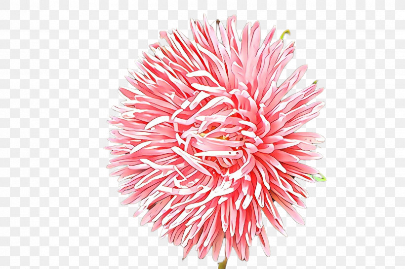 Pink Pom-pom Flower Plant, PNG, 2448x1632px, Pink, Flower, Plant, Pompom Download Free