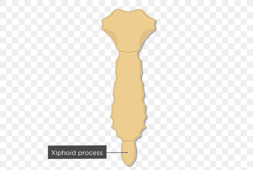 Sternum Xiphoid Process Bone Human Skeleton Clavicle, PNG, 635x550px, Sternum, Anatomy, Bone, Clavicle, Flat Bone Download Free