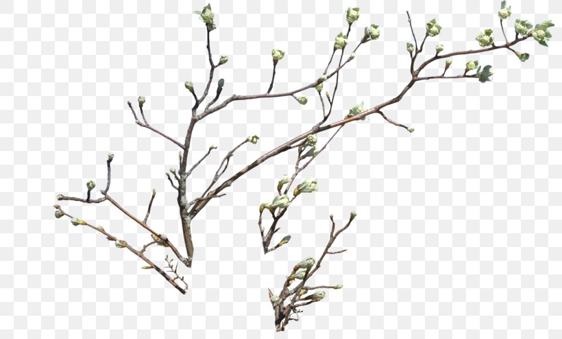 Branch Flower Drawing Clip Art, PNG, 800x494px, Branch, Bud, Drawing, Flora, Flower Download Free