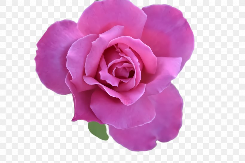 Garden Roses, PNG, 2448x1632px, Pink, Flower, Flowering Plant, Garden Roses, Petal Download Free