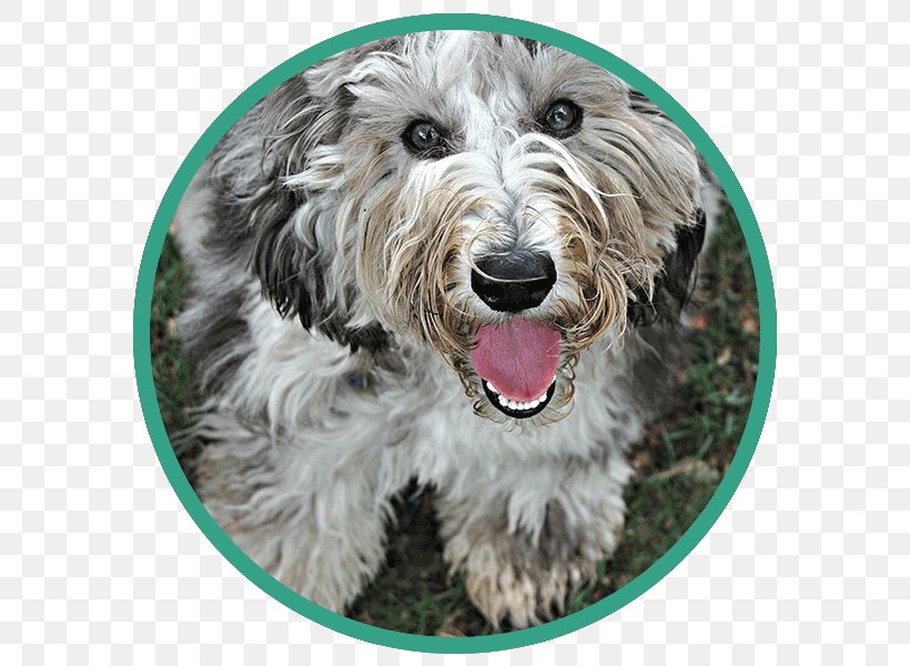 Glen Goldendoodle Schnoodle Petit Basset Griffon Vendéen Dog Breed, PNG, 600x600px, Glen, Bearded Collie, Bread Pan, Breed, Carnivoran Download Free