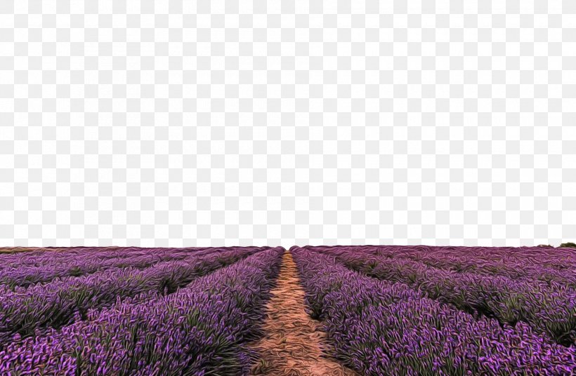 Lavender, PNG, 1880x1229px, Watercolor, English Lavender, Field, Flower, French Lavender Download Free