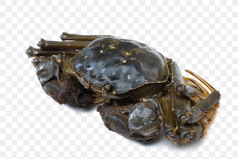 Seafood Crab Download, PNG, 1024x683px, Seafood, Animal Source Foods, Box Turtle, Chinese Mitten Crab, Crab Download Free