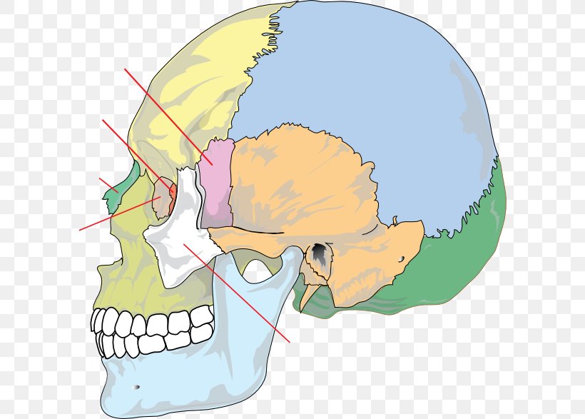 Skull Bone Anatomy Human Skeleton Neurocranium, PNG, 600x587px, Watercolor, Cartoon, Flower, Frame, Heart Download Free