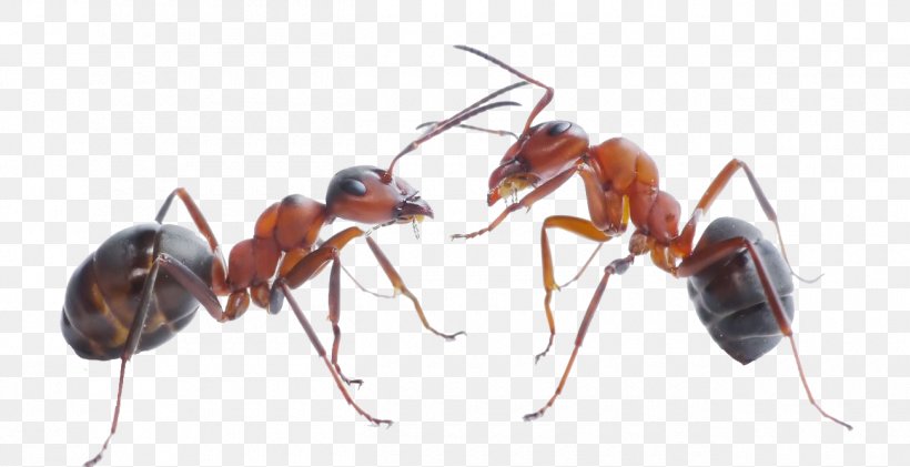 The Ants Black Garden Ant Carpenter Ant Pest Control, PNG, 1300x668px, Ants, Ant, Ant Eggs, Aphid, Argentine Ant Download Free