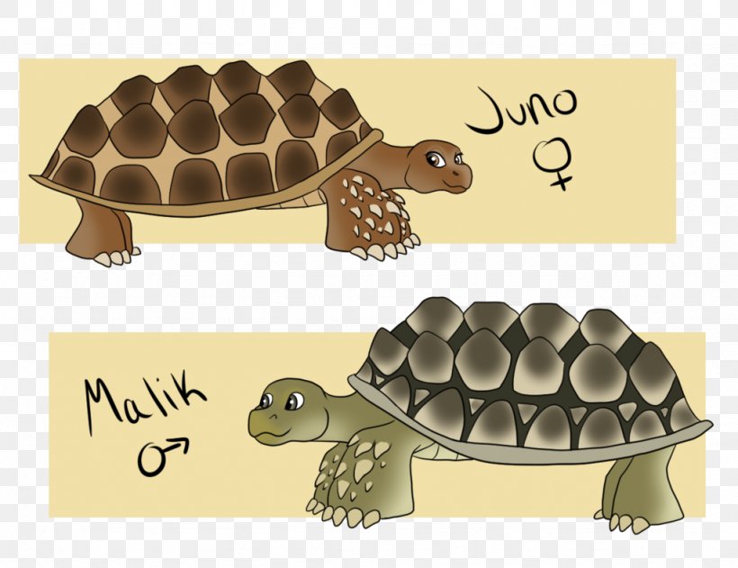 Tortoise Product Design Pond Turtles Fauna, PNG, 1024x788px, Tortoise, Animal, Emydidae, Fauna, Pond Turtles Download Free