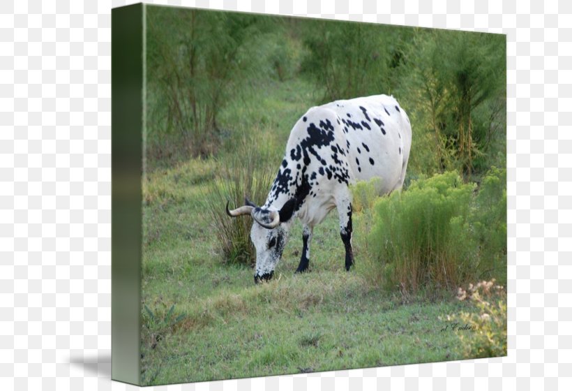 Dairy Cattle R.D. Erickson Imagekind Ox, PNG, 650x560px, Dairy Cattle, Art, Canvas, Cattle, Cattle Like Mammal Download Free