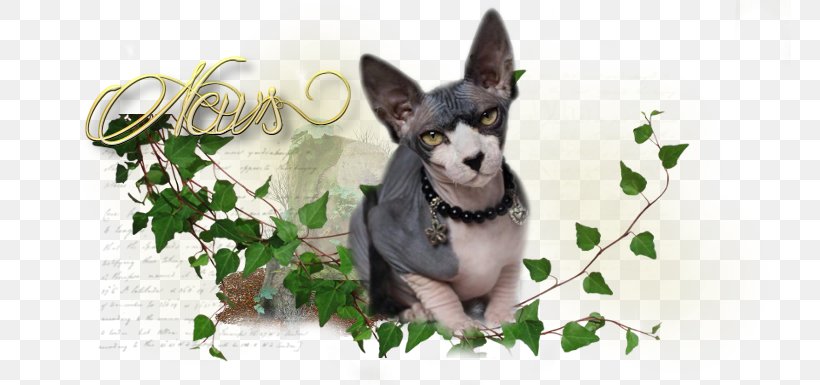 Dog Breed Desktop Wallpaper Whiskers Snout, PNG, 762x385px, Dog Breed, Breed, Carnivoran, Computer, Dog Download Free