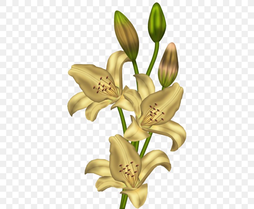 Lilium 'Stargazer' Flower Yellow Clip Art, PNG, 386x676px, Lilium Stargazer, Cut Flowers, Daylily, Easter Lily, Flora Download Free
