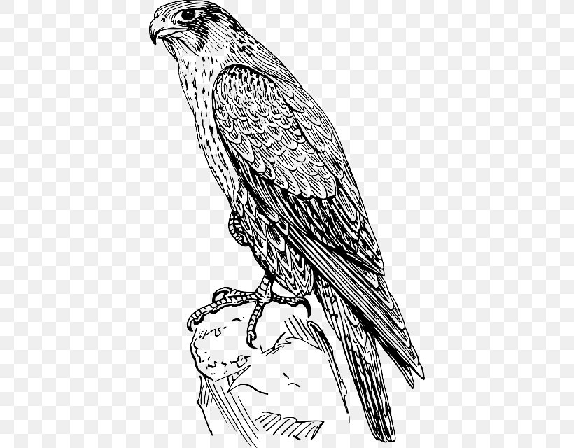 Peregrine Falcon Drawing Clip Art, PNG, 394x640px, Falcon, Art, Artwork, Bald Eagle, Beak Download Free