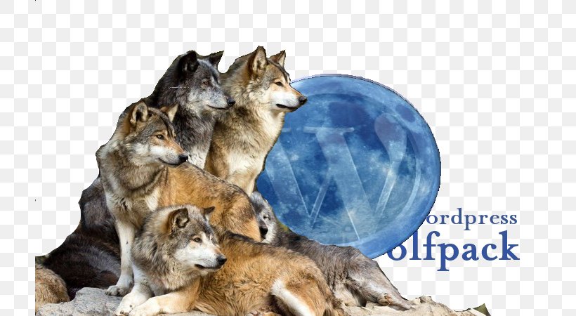 Wolf Reintroduction History Of Wolves In Yellowstone Dog Species Reintroduction Pack, PNG, 720x450px, Wolf Reintroduction, Animal, Carnivoran, Cougar, Coyote Download Free