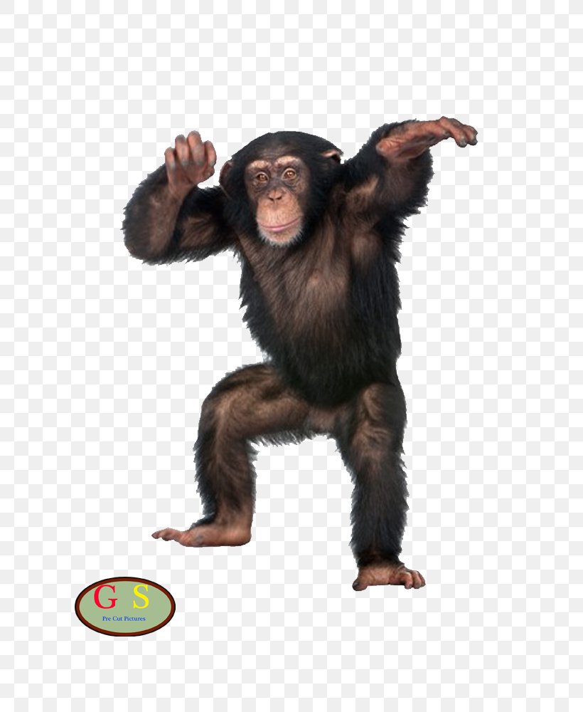 Bonobo Baboons Sumatran Orangutan Bornean Orangutan Monkey, PNG, 800x1000px, Bonobo, Baboons, Bornean Orangutan, Chimpanzee, Common Chimpanzee Download Free