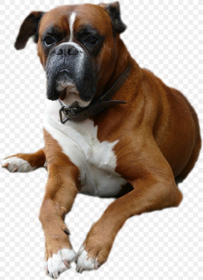 Dog Breed Boxer Valley Bulldog Companion Dog, PNG, 930x1287px, Dog Breed, Boxer, Breed, Bulldog, Carnivoran Download Free