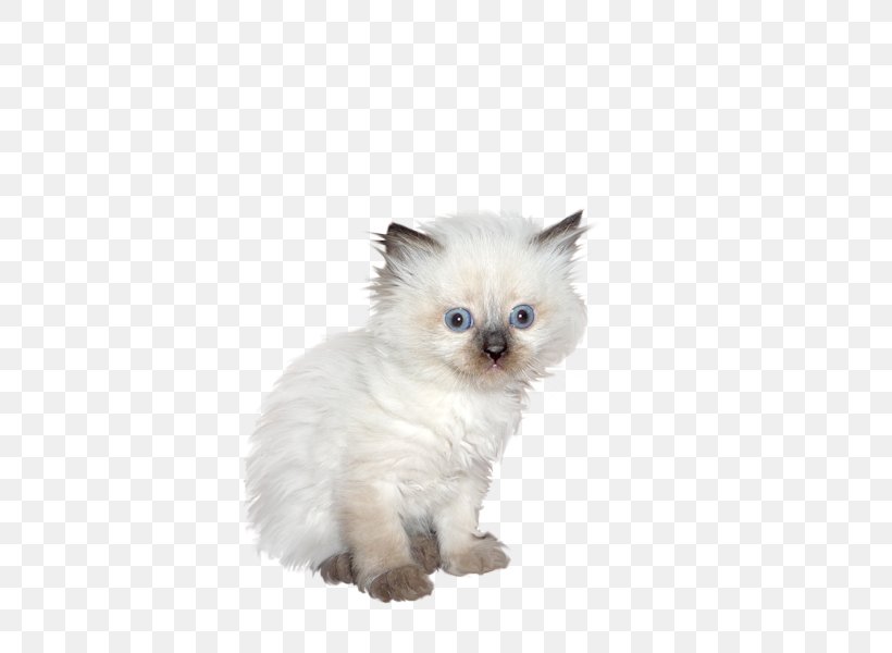 Great Dane Kitten Ragdoll Birman Minuet Cat, PNG, 600x600px, Great Dane, Animal, Birman, Carnivoran, Cat Download Free