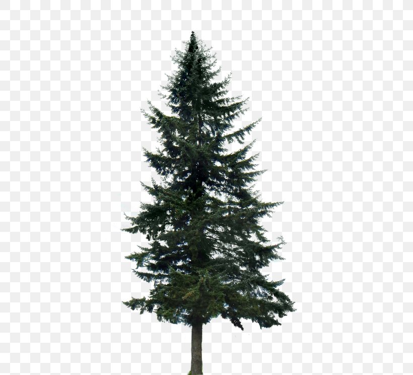 Pine Tree Fir Conifers Clip Art, PNG, 400x744px, Pine, Biome, Branch, Christmas Decoration, Christmas Ornament Download Free