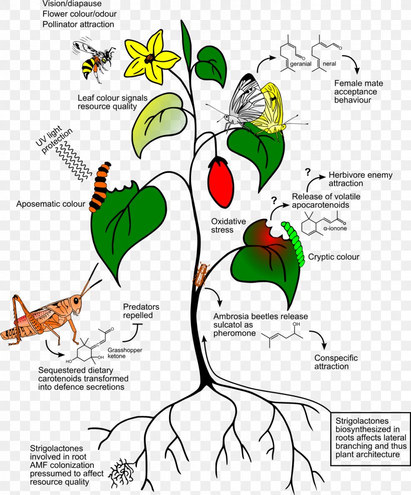 Plant Insect Carotenoid Chemistry Organism, PNG, 1457x1757px, Watercolor, Cartoon, Flower, Frame, Heart Download Free