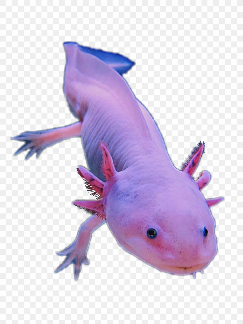 Salamander Axolotl Animal Image Pet, PNG, 960x1280px, Salamander, Albinism, Amphibian, Amphibians, Animal Download Free